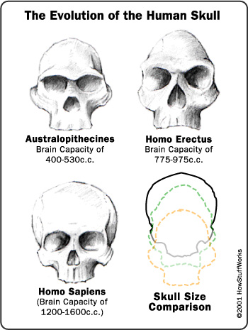 Evolution of the Human Skull