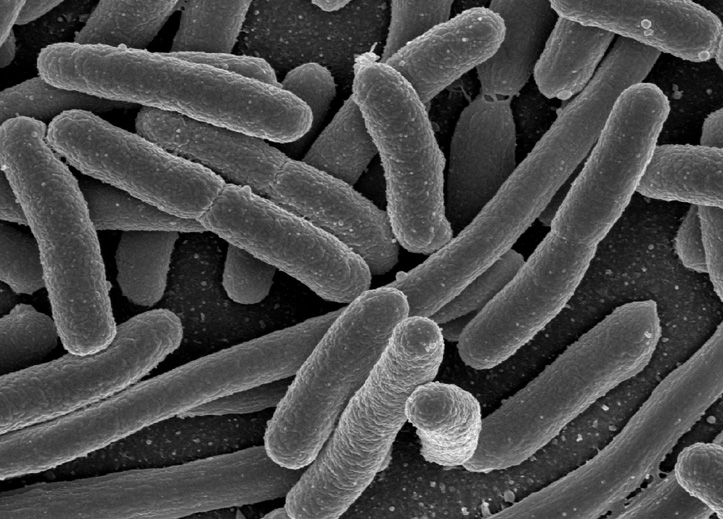 Microbe Bacteria